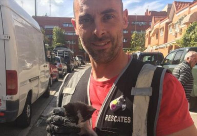 bombero bici gato