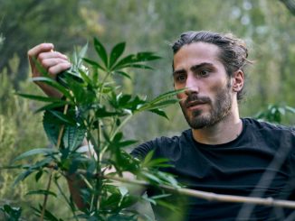 young caucasian man taking care of the large cannabis plants in the garden 1