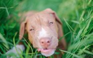 niña mordida pitbull