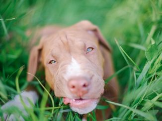 niña mordida pitbull