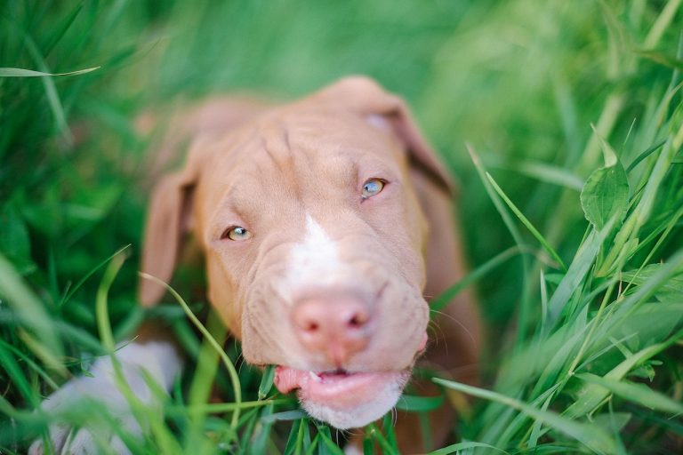 niña mordida pitbull