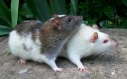 plaga ratas Barcelona