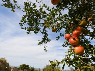 veranillo San Miguel qué es