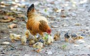 gripe aviar caso España