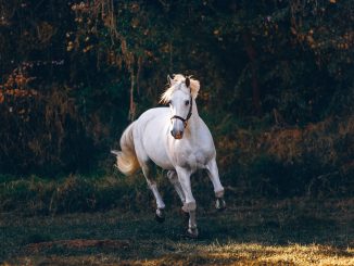 muere menor Córdoba caballo