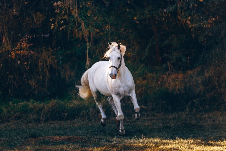 muere menor Córdoba caballo