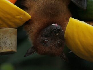 niño muere murciélago