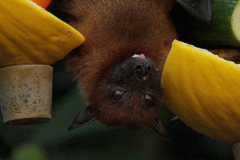 niño muere murciélago