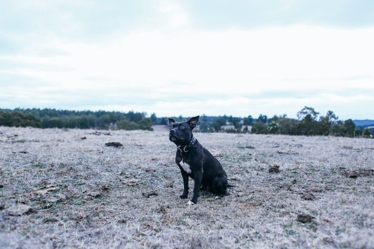 hombre atacado perro