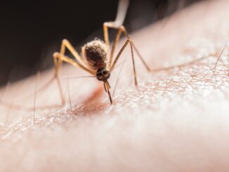hombre leucemia mosquito