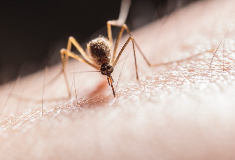 hombre leucemia mosquito