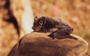 muere niña murciélago