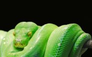 decapita serpiente mordisco