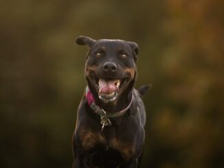 niña perro Granada