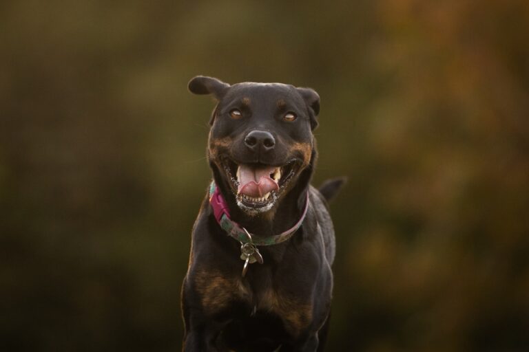 niña perro Granada