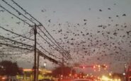 pájaros terremoto Turquía