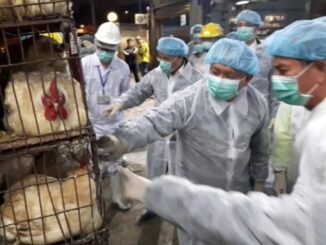gripe aviar china