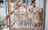 Policía Nacional perros