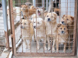 Policía Nacional perros