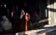 brote gripe aviar