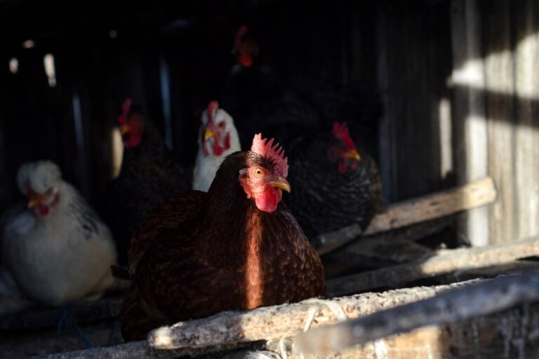 brote gripe aviar