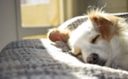 Alerta sanitaria mascotas