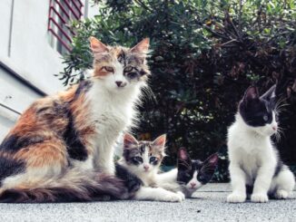 niños gatos Nueva Zelanda