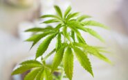 cuales son los beneficios del cbd y como ha evolucionado este sector