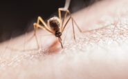 alerta sanitaria mosquitos