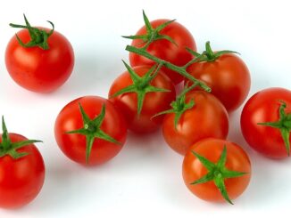 salmonela tomate