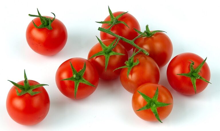 salmonela tomate