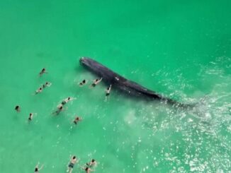 ballena muere australia