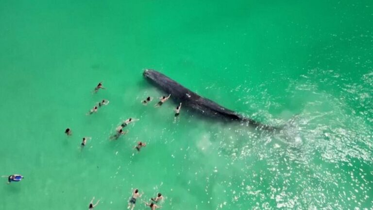 ballena muere Australia