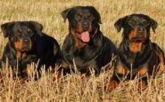 joven muere perros