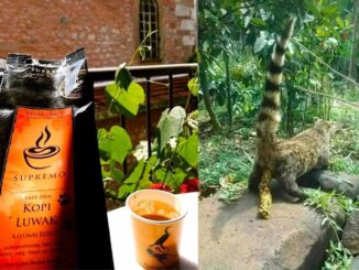 Kopi Luwak que es