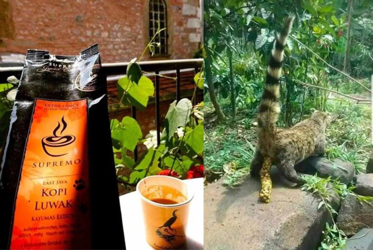 Kopi Luwak que es