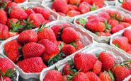 fresas marruecos