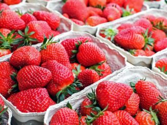 fresas marruecos