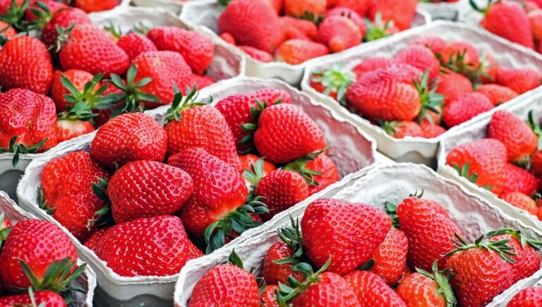 fresas Marruecos