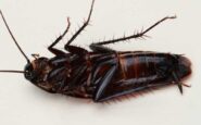 cucarachas mutantes