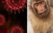 virus del mono b