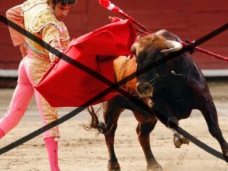 corridas toros colombia