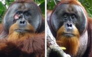 orangutan planta medicinal