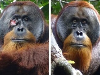 orangutan planta medicinal