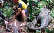 indonesia piton mujer