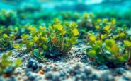 Cofidis promueve la replantación de posidonia en Formentera