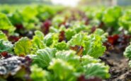 Ensaladas embolsadas de Florette en un mercado español