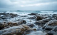 Immagine di pepinios di mare catturati illegalmente a Cádiz