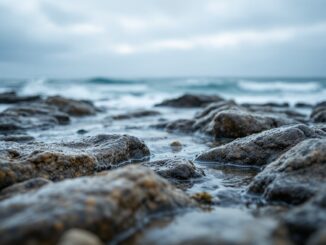 Immagine di pepinios di mare catturati illegalmente a Cádiz