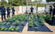 la guardia civil desmantela redes de cultivo ilegal de cannabis en girona 1750069955